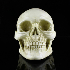 Skull Head Human Resin Skeleton 2013702